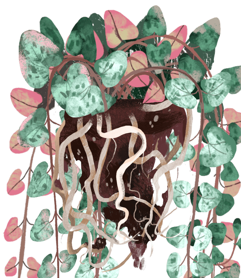 String of Hearts Plant Care Guide